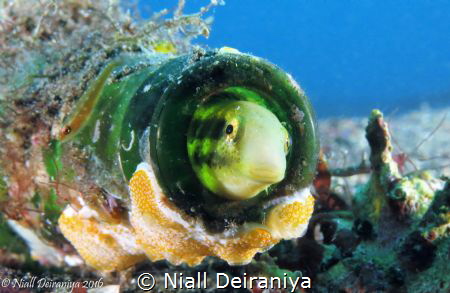 Small goby and friend living in a coral encrusted bottle by Niall Deiraniya 