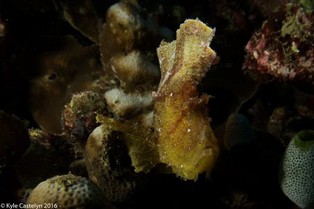 Paper Scorpianfish - Taenianotus triacanthus by Kyle Castelyn 