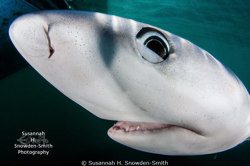 "Face To Face"
A 7 1/2 foot long blue shark presses its ... by Susannah H. Snowden-Smith 