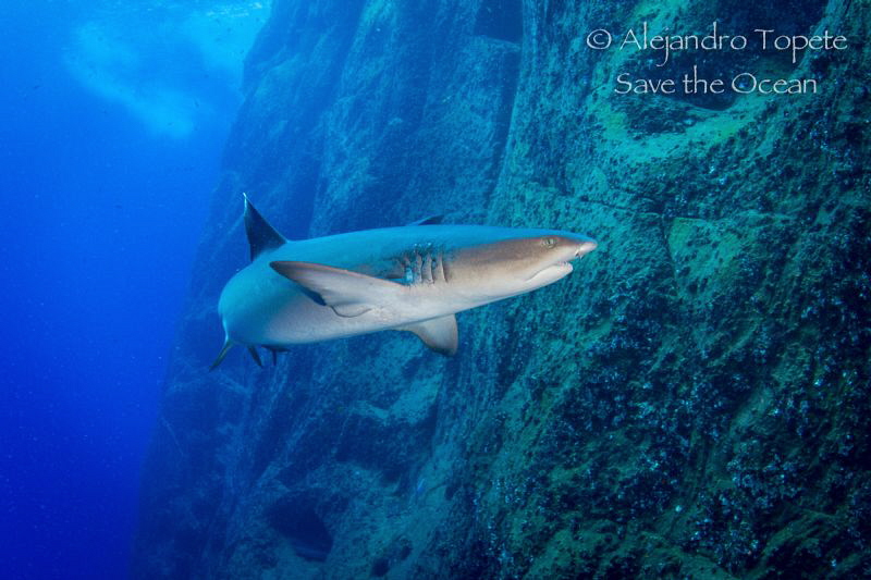 Withe tip Shark, Roca Partida Mexico by Alejandro Topete 