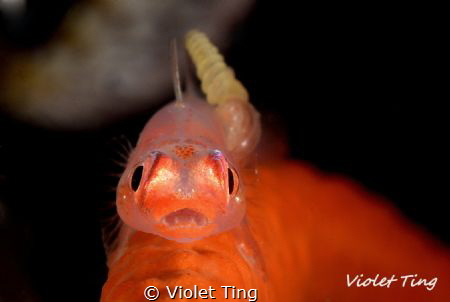 Whip coral goby with parasite by Violet Ting 