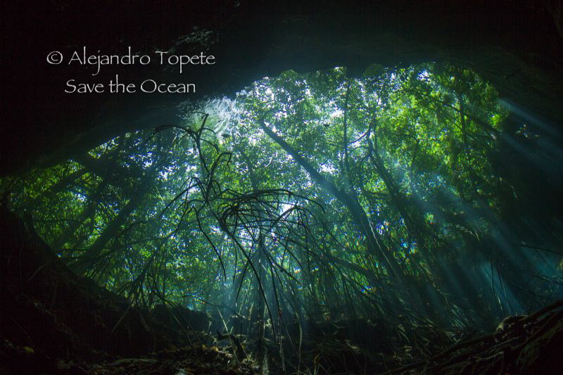 Eye of the cenote, Tulum Mexico by Alejandro Topete 