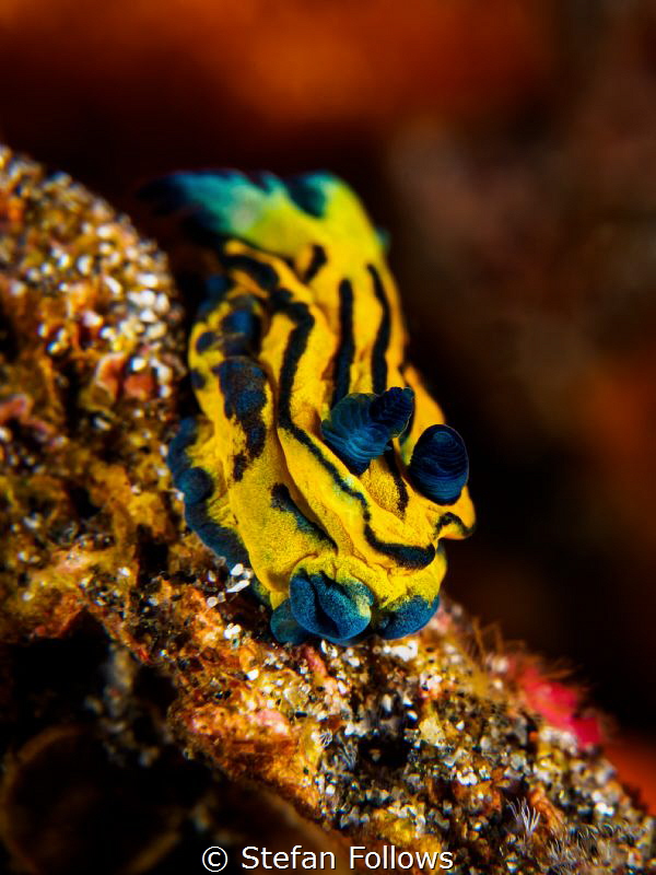 Little Puddlepooper 

Nudibranch - Tambja sp.

Bali, ... by Stefan Follows 