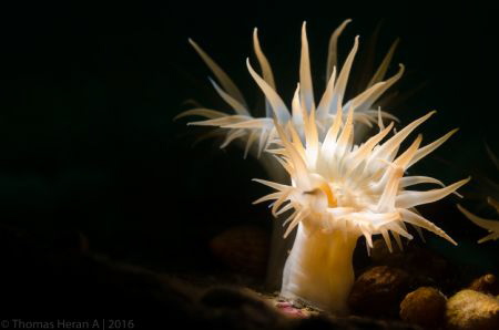 White stinging anemone. by Thomas Heran 