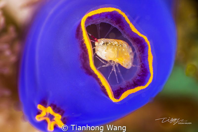 THE GUARD
seabug only 1mm
Anilao by Tianhong Wang 