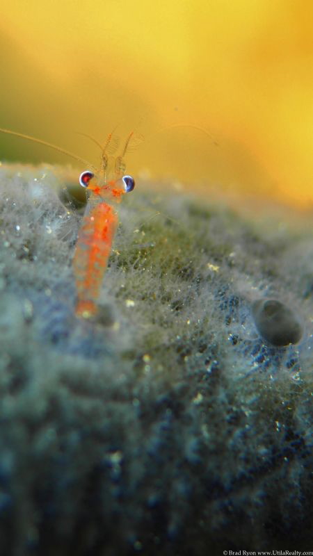 Shrimp with Heterochromia by Brad Ryon 