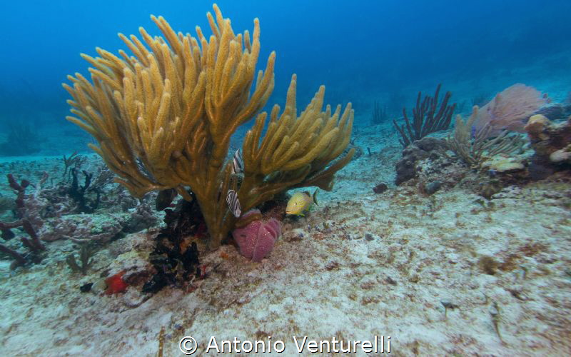 colorful reef by Antonio Venturelli 