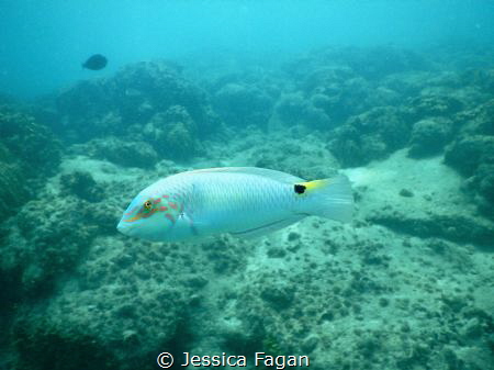 Three-spot wrasse passing by. by Jessica Fagan 