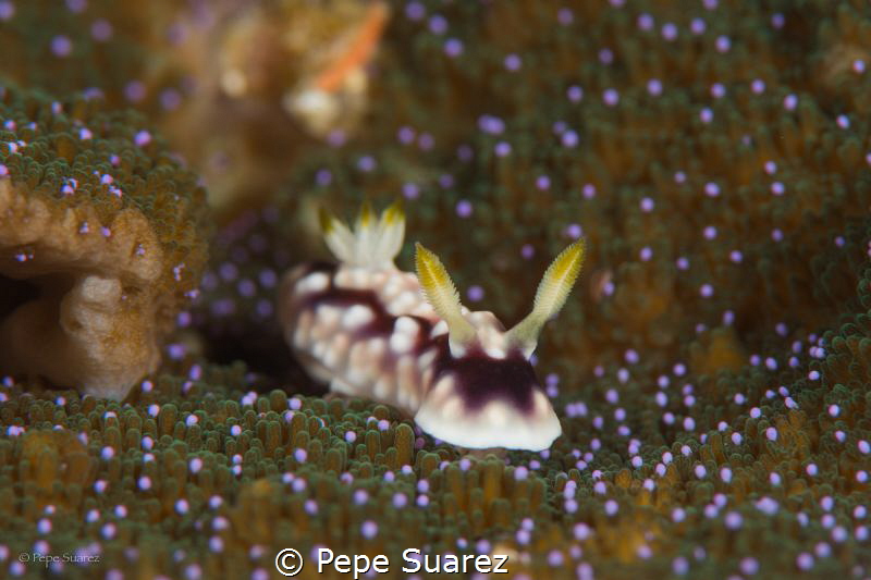 Nudi conveniently on top of a beautiful coral :) by Pepe Suarez 
