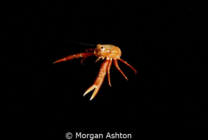 Pelagic Red Crab in Monterey by Morgan Ashton 