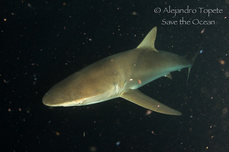 Silky Shark in Space, Socorro Island Mexico by Alejandro Topete 