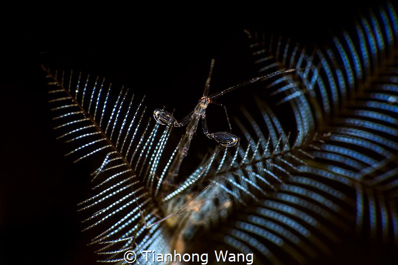 WELCOME by Tianhong Wang 