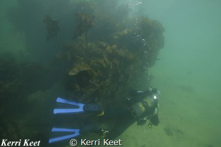 Diver exploring an old wreck of a barge just off one of o... by Kerri Keet 