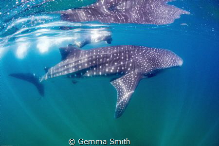 My buddy and I photographing whalesharks in the Sea of Co... by Gemma Smith 