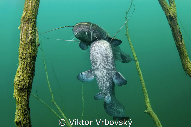 Dance of Sheat-fish II. by Viktor Vrbovský 