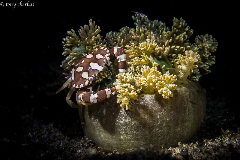 Harlequin Crab in his Anemone home by Tony Cherbas 