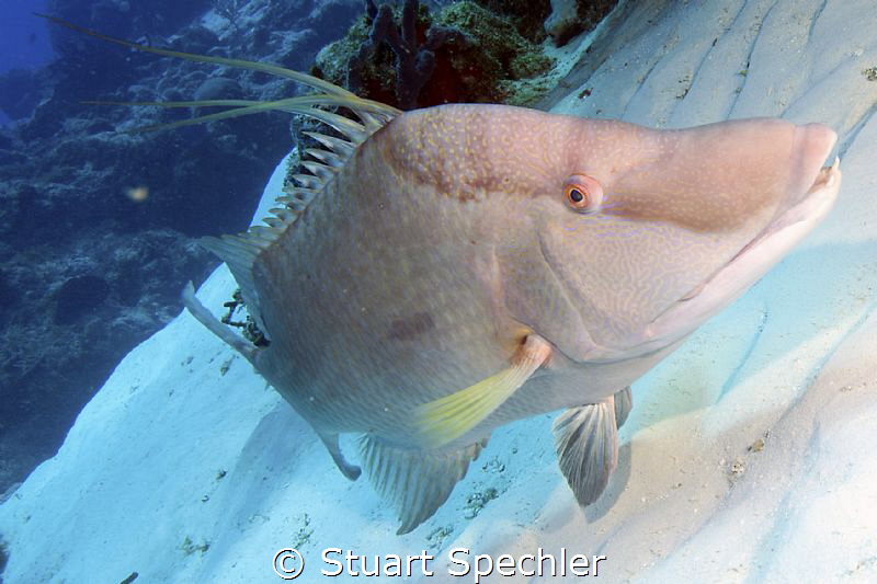 A very friendly hogfish hogging the camera. by Stuart Spechler 