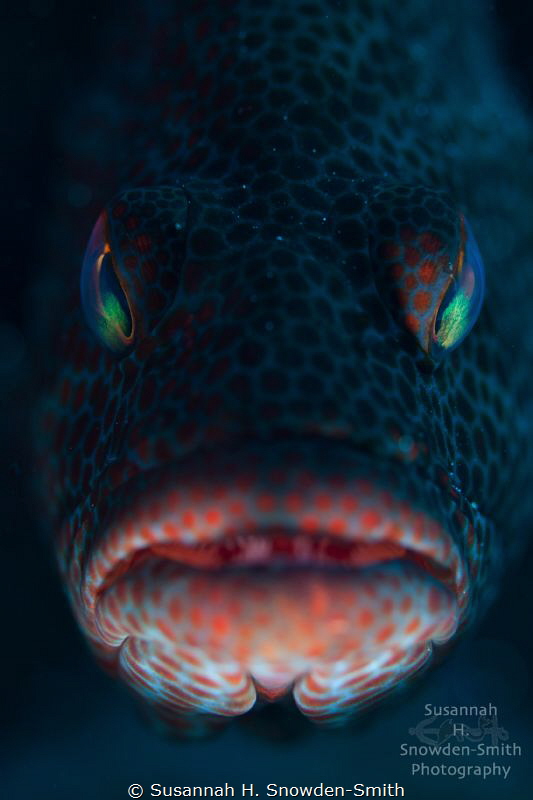 "Take Me To Your Leader"

A graysby fish stares menacin... by Susannah H. Snowden-Smith 