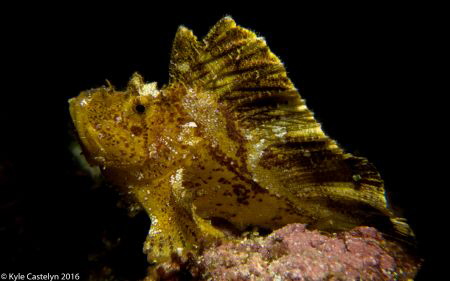 Leaf scorpion fish - Taenianotus triacanthus by Kyle Castelyn 