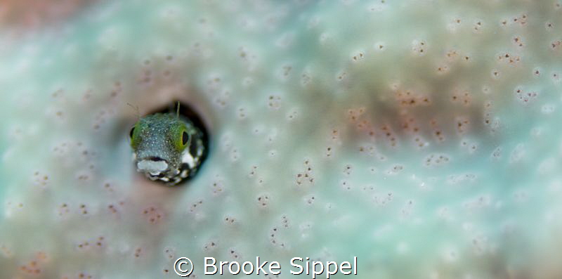 A secretary blenny checking out it's surroundings by Brooke Sippel 