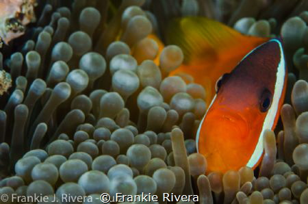 Anemone Fish Invitation to his house by Frankie Rivera 