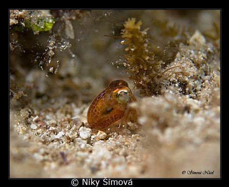 baby cuttlefish by Niky Šímová 