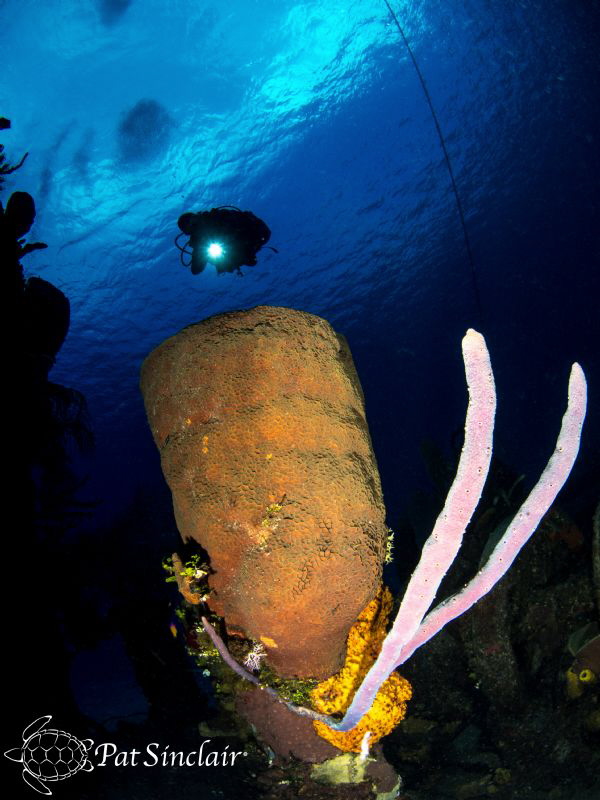 A gorgeous sponge on the wreck of the Doc Poulson. by Patricia Sinclair 