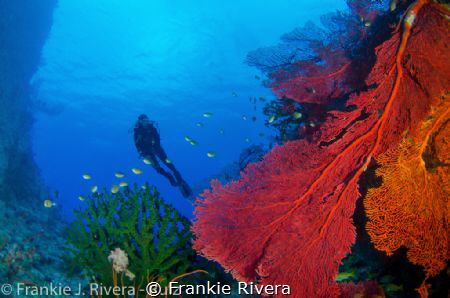 My Dive Buddy enjoying the beautiful coral formation from... by Frankie Rivera 
