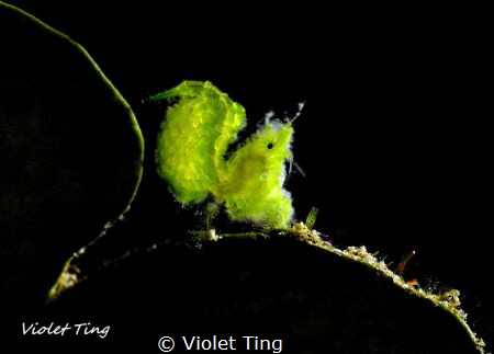 tiny hairy shrimp on green leaf, using torch light to sho... by Violet Ting 