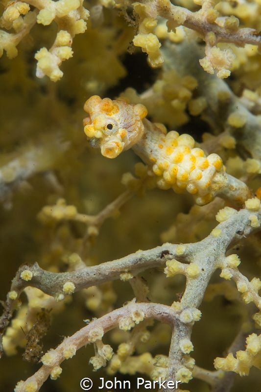 Yellow Pygmy Seahorse Hippocampus Bargibanti by John Parker 