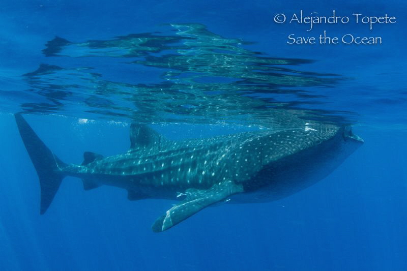 Whaleshark in the surface, Isla Contoy Mexico by Alejandro Topete 