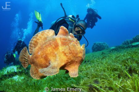Giant Frogfish swimming with diver by James Emery 