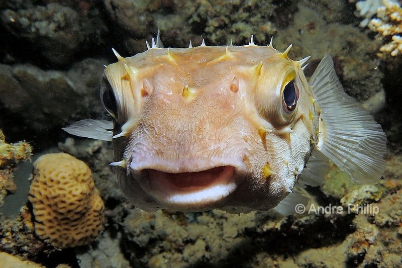 So sweet: The Yellowspotted burrfish (Cyclichthys spilost... by Andre Philip 