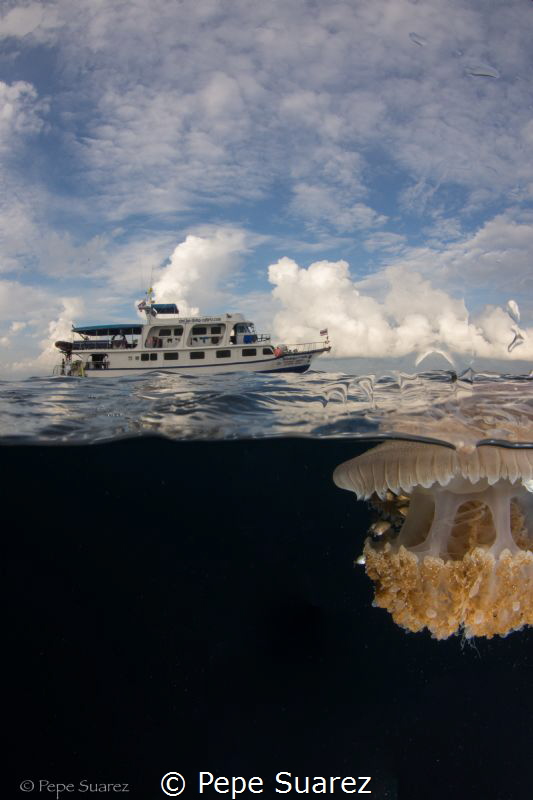 Jelly fish after a dive by Pepe Suarez 
