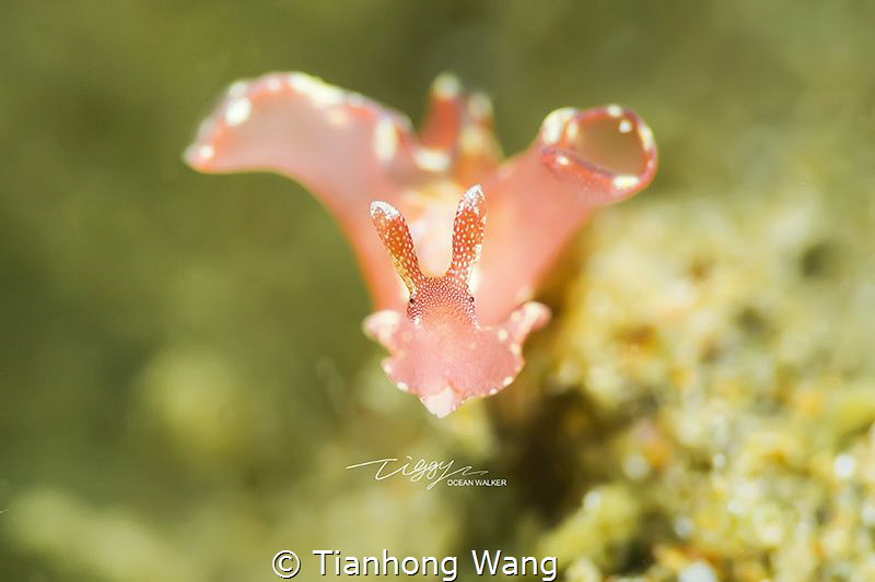 BUCK TEETH
Absolutely it is beauty of sea hare.. by Tianhong Wang 