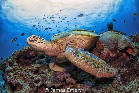 Green Turtle by James Emery 