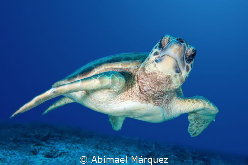 Friendly Turtle at Punta Venado, Playa del Carmen. by Abimael Márquez 