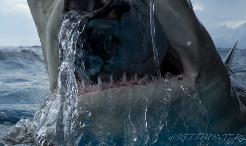 lemon shark eating by Michael Dornellas 