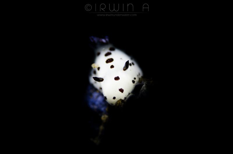 P A N D A 
Nudibranch (Jorunna funebris)
Tulamben, Indo... by Irwin Ang 