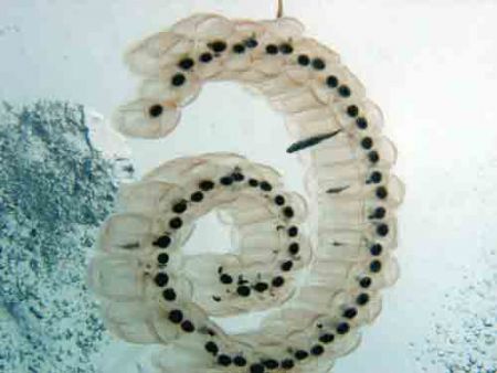 Thalia democratica (jellyfish) with unknown association w... by André Barreiros 
