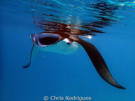 Manta Ray in Hanifaru Bay, Baa Atoll taken with Olympus T... by Chris Rodrigues 