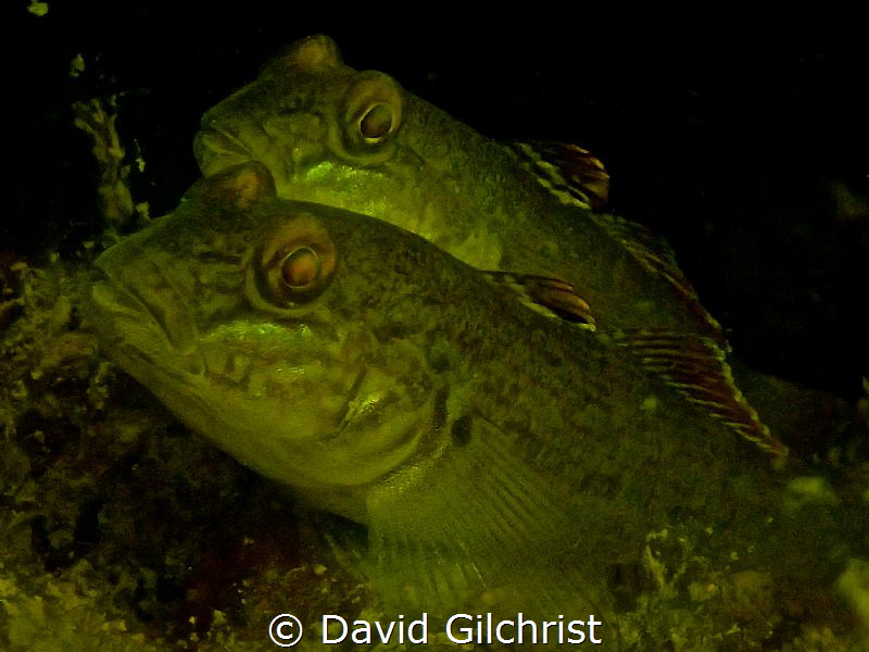 Two Gobies photographed with Olympus TG4,zoomed in. Lake ... by David Gilchrist 