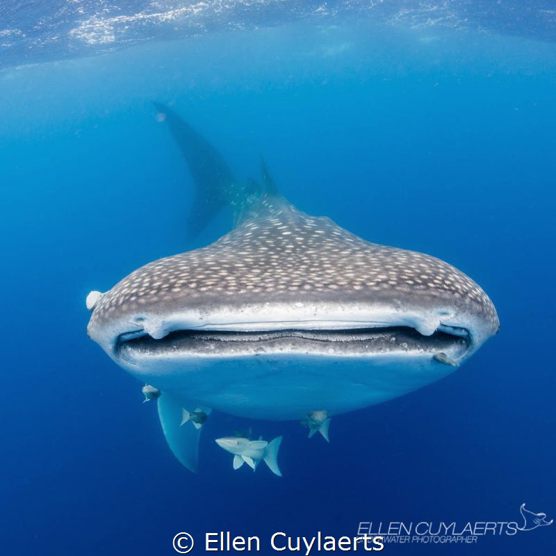 Happy International Whaleshark day
Image taken in St. He... by Ellen Cuylaerts 