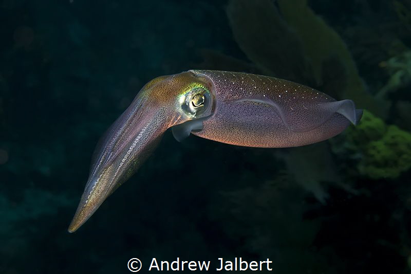Reef Squid, Molasses Reef, Key Largo, Florida. by Andrew Jalbert 
