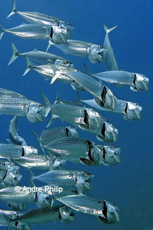 "The big feeding" of Bigmouth- or Indian mackerel by Andre Philip 