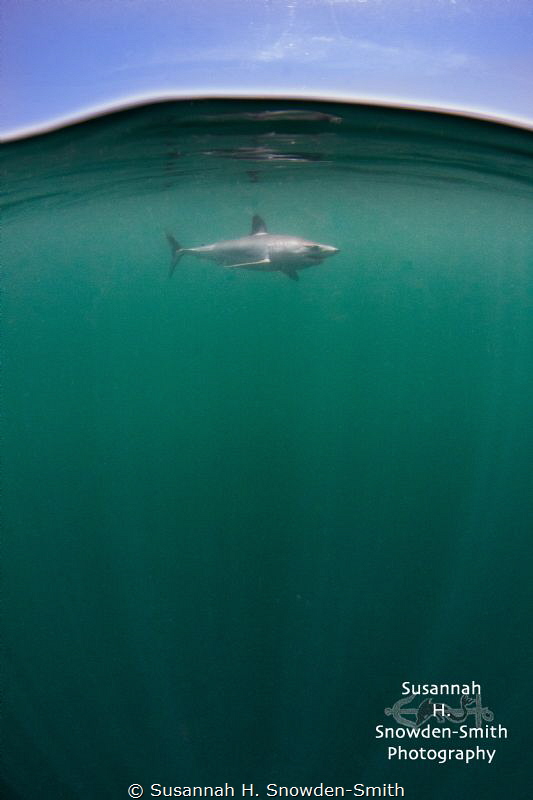 "Just Below The Surface"
A mako shark cruises just under... by Susannah H. Snowden-Smith 