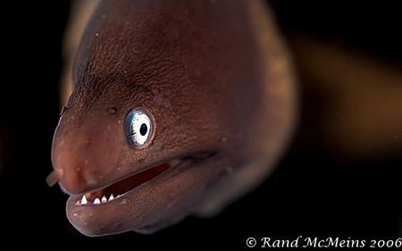 White eyed Moray on the hunt. D2X 60mm. by Rand Mcmeins 