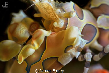 Harlequin Shrimp Close UP
Canon 7D, 60mm, nauticam.
To ... by James Emery 