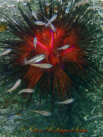"C'mon baby, light my fire"! Fire Urchin (Astropyga radia... by Chris Rodrigues 