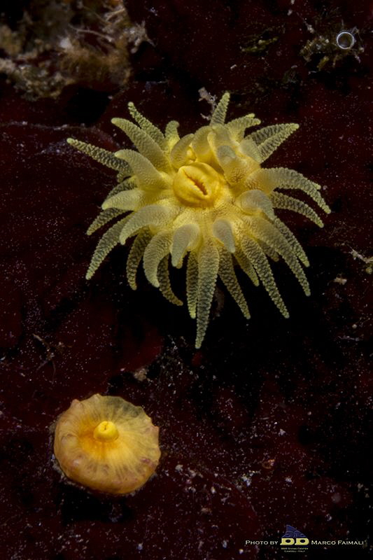 Open and close! (the solitary sunset cup coral Leptopsamm... by Marco Faimali (ismar-Cnr) 